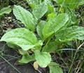 broadleaf plantain